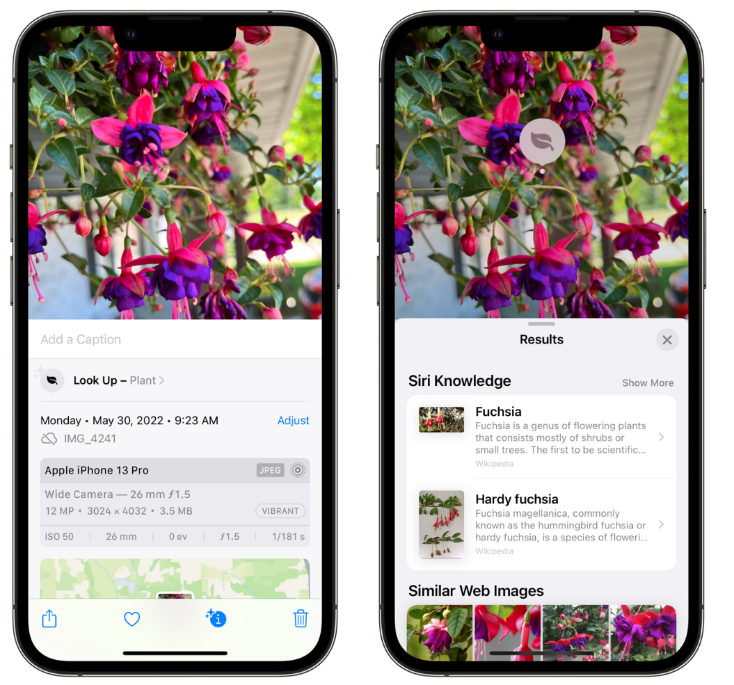裕民苹果手机维修分享小技巧：使用 iPhone 相机识别花卉植物 
